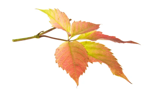 Feuille Automne Raisin Isolé Sur Fond Blanc — Photo