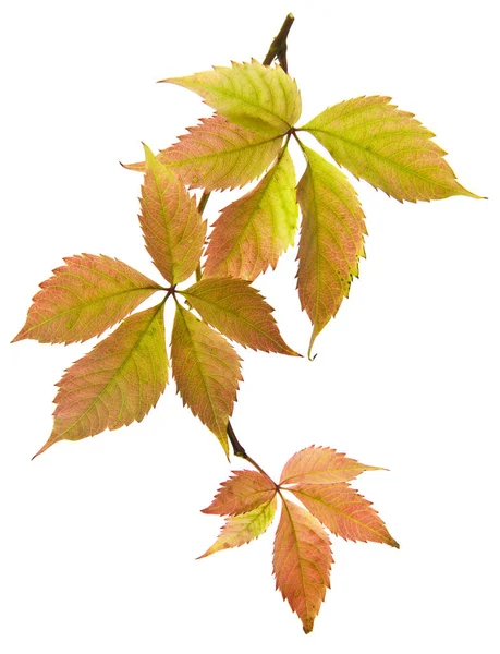 Осенний Лист Винограда Белом Фоне — стоковое фото