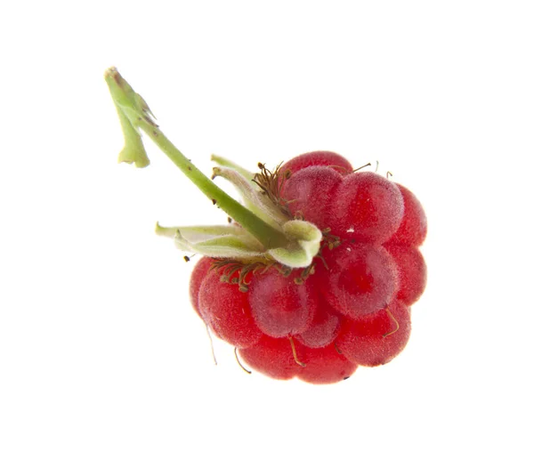 Red Raspberry Isolated White Background — Stock Photo, Image