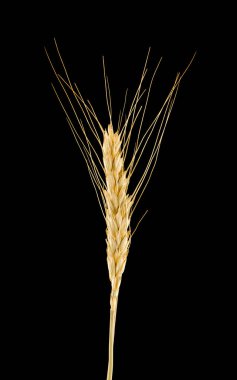 siyah arka plan üzerine izole spikelets