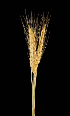 siyah arka plan üzerine izole spikelets