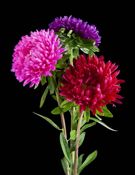 Aster Blumen isoliert auf schwarzem Hintergrund — Stockfoto