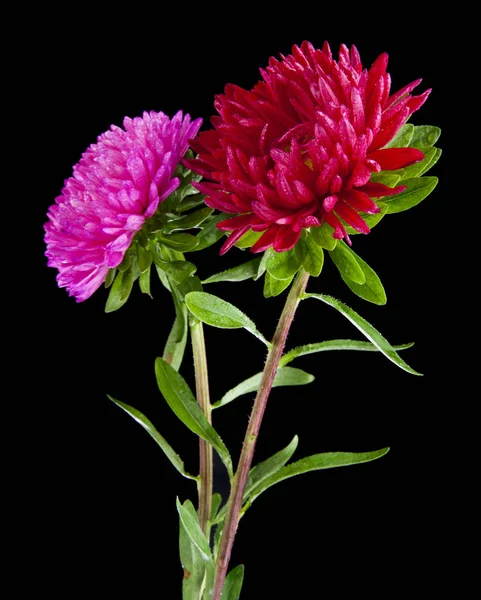 Aster blommor isolerad på svart bakgrund — Stockfoto