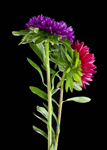 Aster blommor isolerad på svart bakgrund — Stockfoto