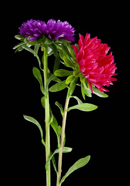 Aster blommor isolerad på svart bakgrund — Stockfoto