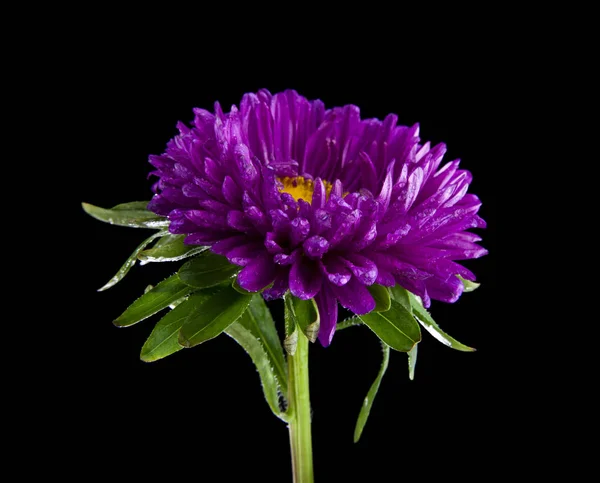 Flores de montaña aisladas sobre fondo negro — Foto de Stock