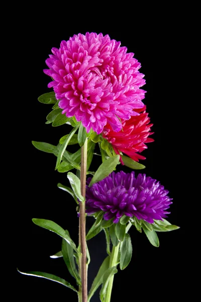 Aster Blumen isoliert auf schwarzem Hintergrund — Stockfoto