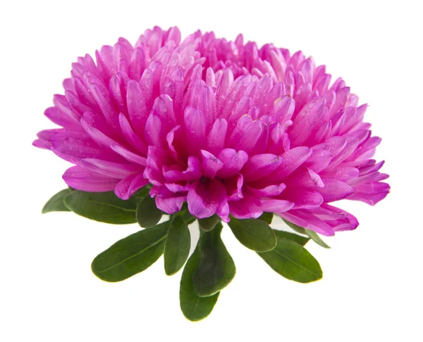 Aster blommor isolerad på vit bakgrund — Stockfoto