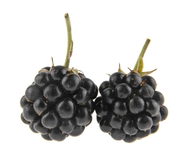 Blackberry izolowane na białym tle — Zdjęcie stockowe