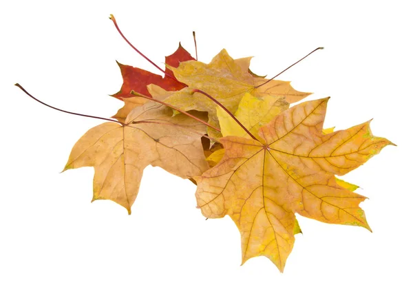 Folhas de outono isolado no fundo branco — Fotografia de Stock