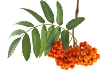 Rowan çilek beyaz arka plan üzerinde izole dal