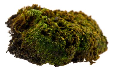 Beyaz arkaplanda yosun izole edildi