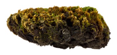 Beyaz arkaplanda yosun izole edildi