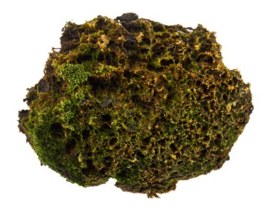 Beyaz arkaplanda yosun izole edildi