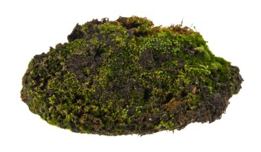 Beyaz arkaplanda yeşil yosun izole edildi