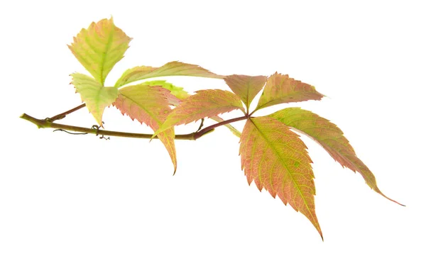 Grape leaves isolated on white background — Stock Photo, Image