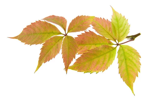 Feuilles de raisin isolées sur fond blanc — Photo