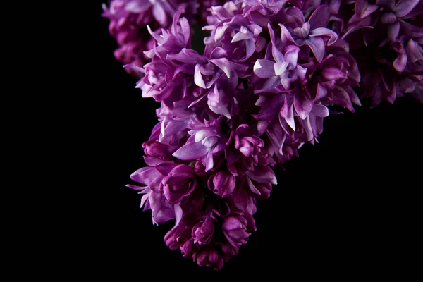 Fiori lilla isolati su sfondo nero — Foto Stock