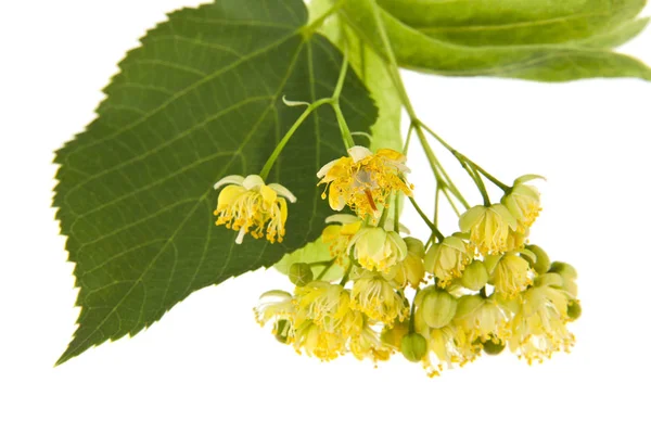 Flores de tilo aisladas sobre fondo blanco — Foto de Stock