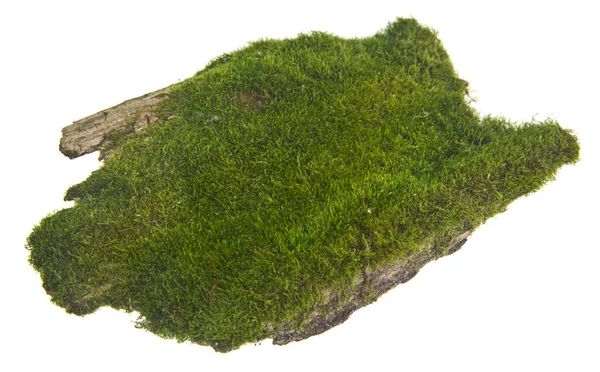 Beyaz arka plan üzerinde izole eski tahta üzerinde yeşil yosun — Stok fotoğraf