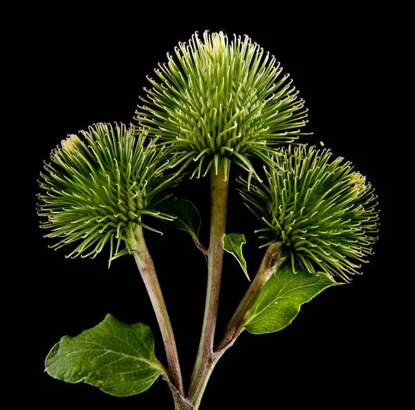 Milk thistle isolated on black background close up — Stock Photo, Image