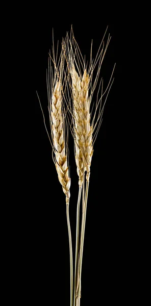 Spikelets isolated on black background close up — Stock Photo, Image