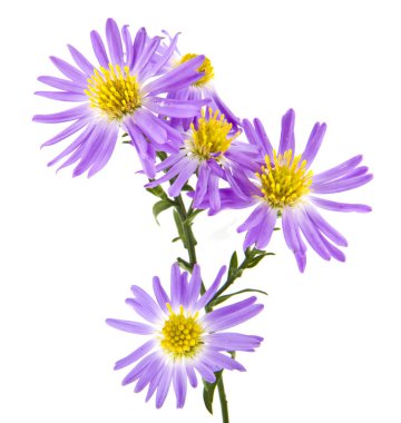 alp aster beyaz arka plan üzerinde izole 