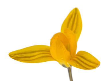 Beyaz arka planda izole sarı Crocus çiçekler. Bahar flowe