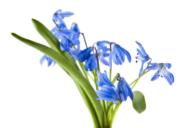 Azul scilla isolado no fundo branco close-up — Fotografia de Stock