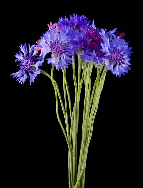 Flores de Centaurea aisladas sobre fondo negro de cerca — Foto de Stock