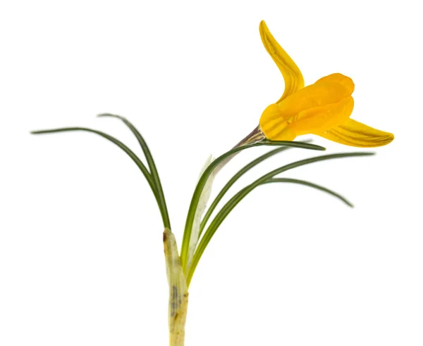 Żółte kwiaty Krokus na białym tle. Wiosenna kwiató — Zdjęcie stockowe
