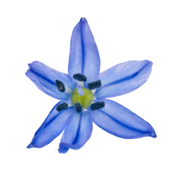 Scilla azul aislada sobre fondo blanco. Flores de primavera. —  Fotos de Stock