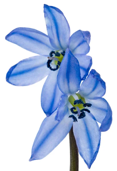 Modrá scilla izolované na bílém pozadí. Jarní květiny. — Stock fotografie