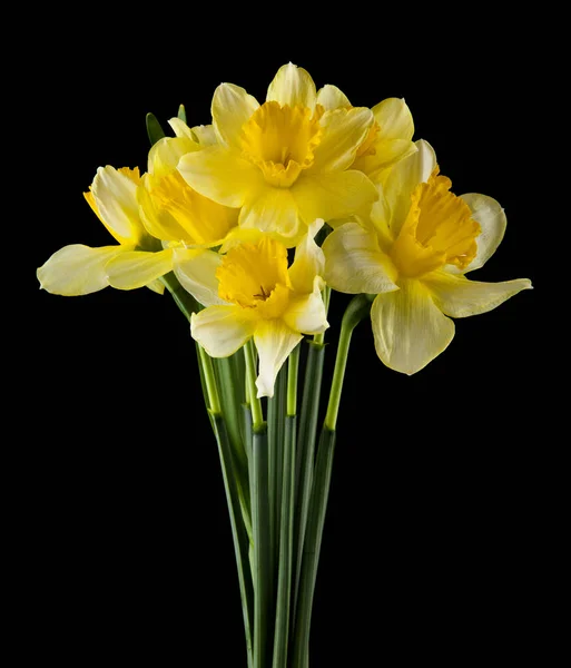 Gele narcis bloemen op een zwarte achtergrond — Stockfoto
