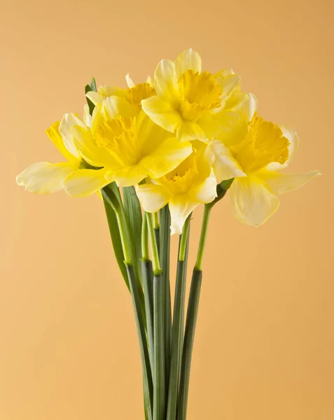 Daffodil kwiaty na beżowym tle zbliżenie — Zdjęcie stockowe