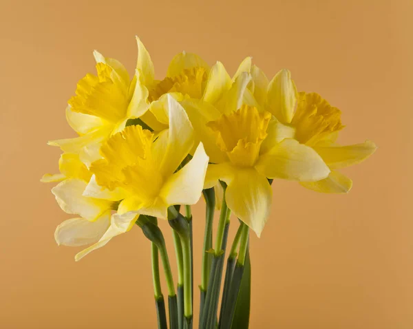 Daffodil kwiaty na beżowym tle zbliżenie — Zdjęcie stockowe