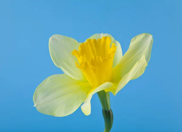 Gele narcissen op een blauwe achtergrond close-up — Stockfoto