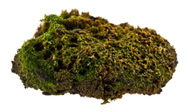 Beyaz arka planda izole eski yosun