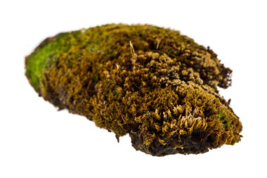 Beyaz arka planda izole eski yosun