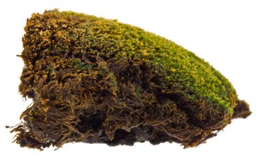 Beyaz arka planda izole eski yosun