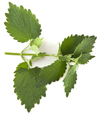 Beyaz arka planda izole yaprak yeşil