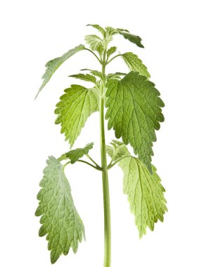 Beyaz arka planda izole yaprak yeşil