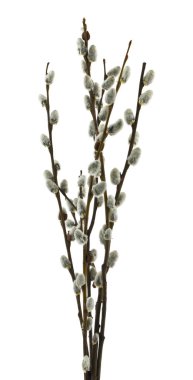 söğüt beyaz arka planda izole yakın çekim