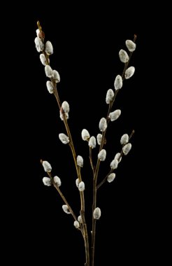 Willow siyah arka planda izole yakın çekim