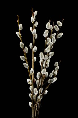 Willow siyah arka planda izole yakın çekim