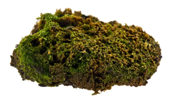 Beyaz arka planda izole eski yosun