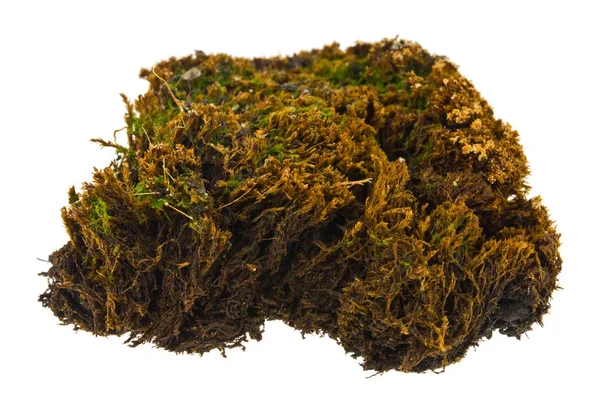 Beyaz arka planda izole eski yosun