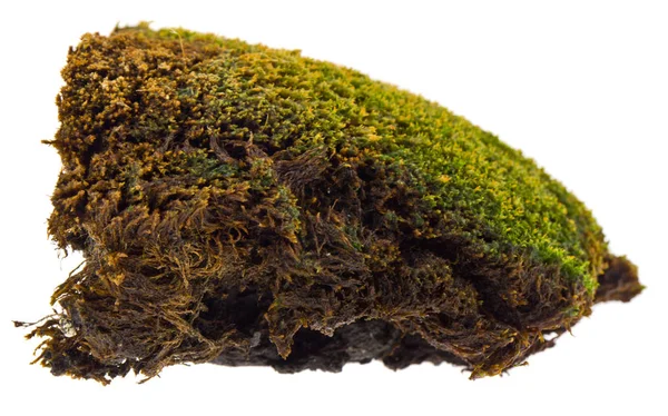 Beyaz arka planda izole eski yosun