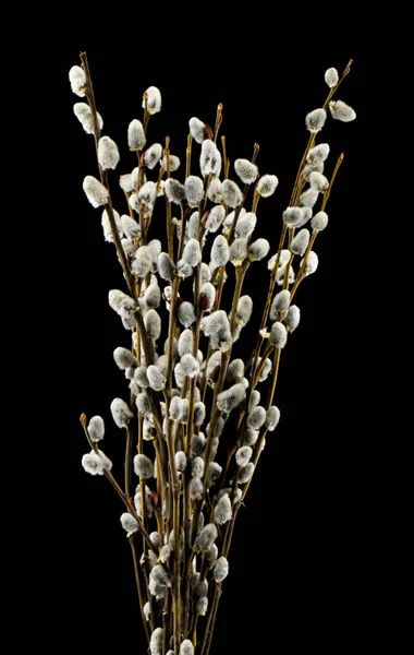 Willow siyah arka planda izole yakın çekim