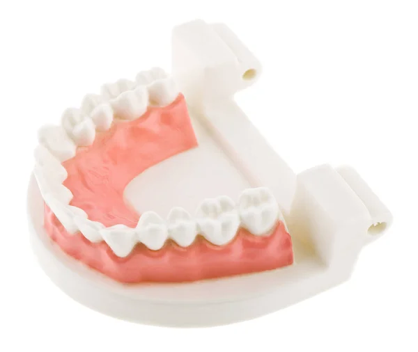 Teeth isolated on white background close-up — Stock Photo, Image